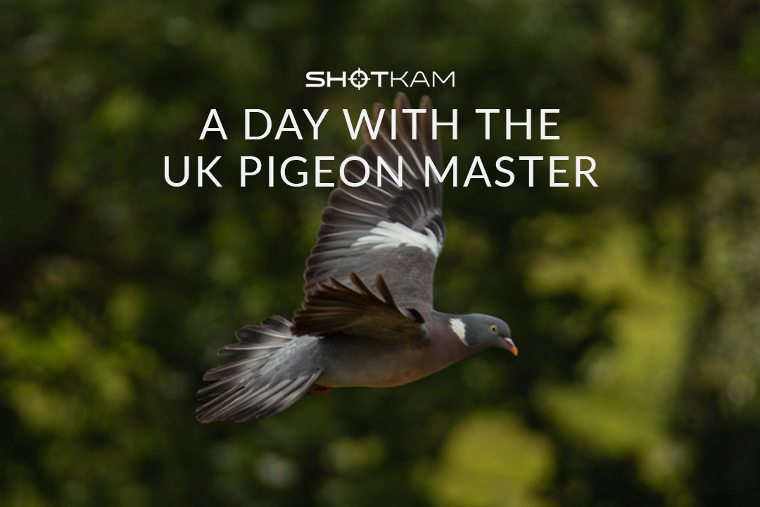 Pigeon shooting advice in Australia: Pigeon captured in flight, highlighting tips from the UK Pigeon Master by TGS Outdoors.
