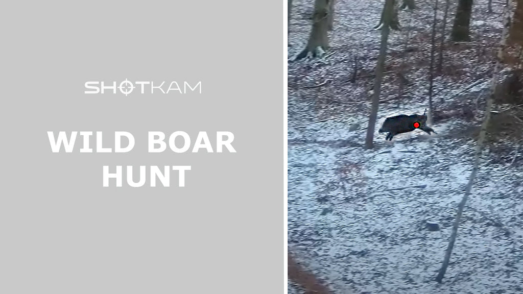 Driven Wild Boar in EU | By GoneHunting DK